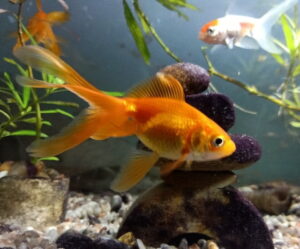common-gold-fish
